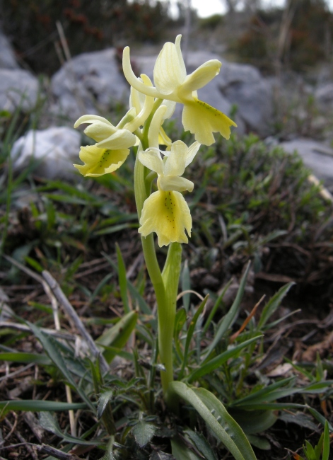 Orchis pauciflora